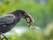 Crow with a snake