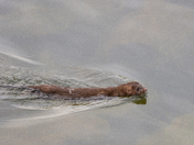 Mink On The Move