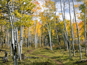 Coconino National Forest