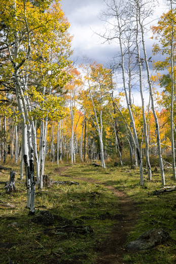 Coconino National Forest