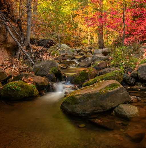 Tonto National Forest