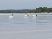 Patrica Pelicans 2