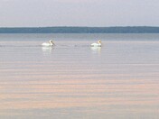Patrica Pelicans 2