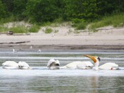 Patrica Pelicans 2