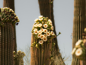 Saguaro National Park