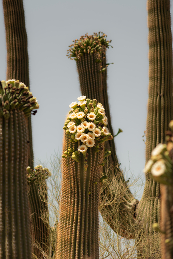Saguaro National Park