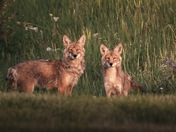 Golden Hour Coyotes 