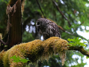 Olympic National Park
