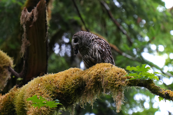 Olympic National Park