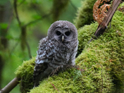 Olympic National Park