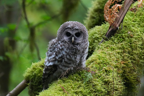 Olympic National Park