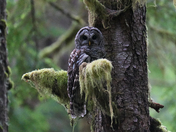 Olympic National Park