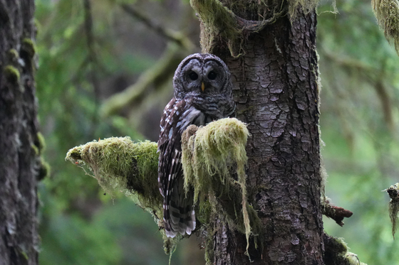 Olympic National Park