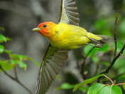 Western Tanager Taking Flight