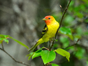 Western Tanager