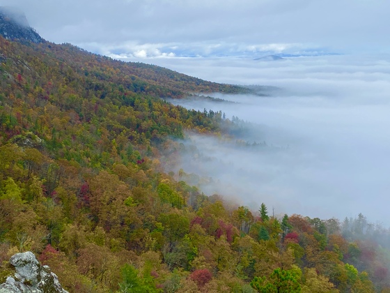 Pisgah National Forest