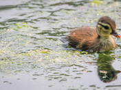 Duckling