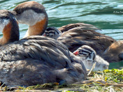 Red Necked Grebe newborn chicks 