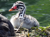 Red Necked Grebe newborn chicks 