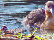 Red Necked Grebe newborn chicks 