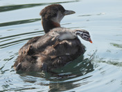 Red Necked Grebe newborn chicks 