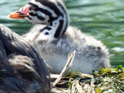 Red Necked Grebe newborn chicks 