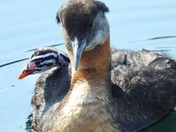 Red Necked Grebe newborn chicks 
