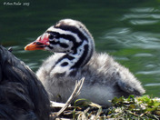 Red Necked Grebe newborn chicks 