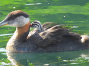 Red Necked Grebe newborn chicks 