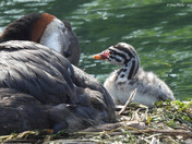 Red Necked Grebe newborn chicks 