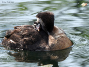 Red Necked Grebe newborn chicks 