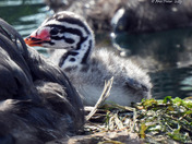 Red Necked Grebe newborn chicks 