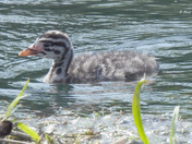 Red Necked Grebe newborn chicks 