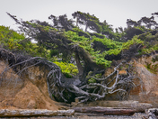 Olympic National Park