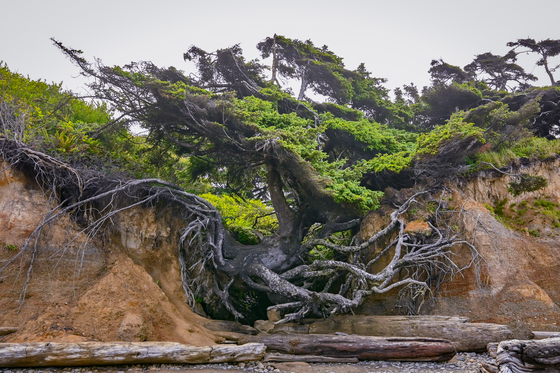 Olympic National Park