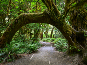 Olympic National Park