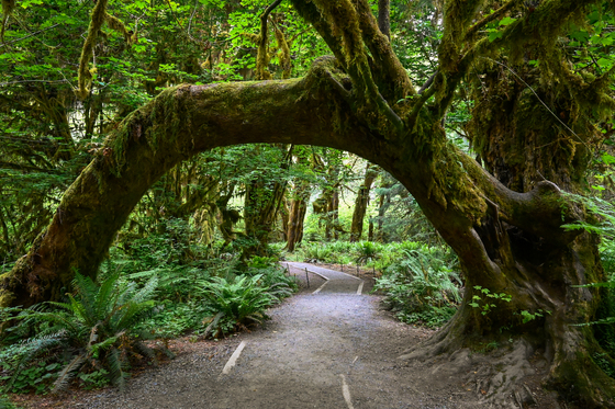 Olympic National Park