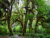 Olympic National Park
