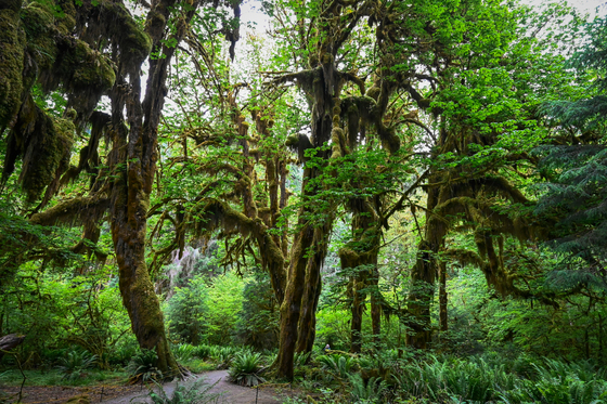Olympic National Park