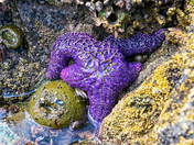 Olympic National Park