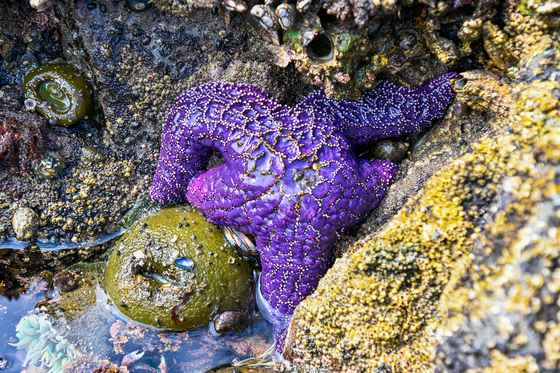 Olympic National Park