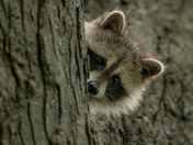 Raccoon kit playing around 