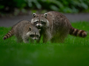 Raccoon kit playing around 