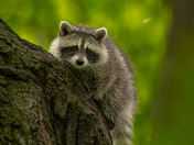 Raccoon kit playing around 