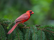 Northern cardinal sitting pretty 