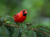 Northern cardinal sitting pretty 