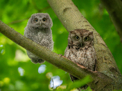 Eastern screech owl and owlet 