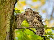 Barred owl mom and her owlet 