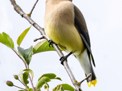 Cedar Waxwing. 