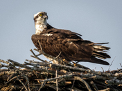 Osprey on nest